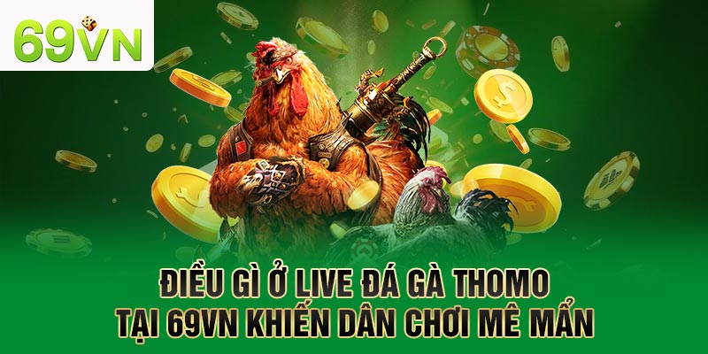 Điều gì ở live đá gà Thomo tại 69VN khiến dân chơi mê mẩn